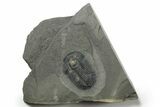 Asaphiscus Wheeleri Trilobite - Utah #270069-1